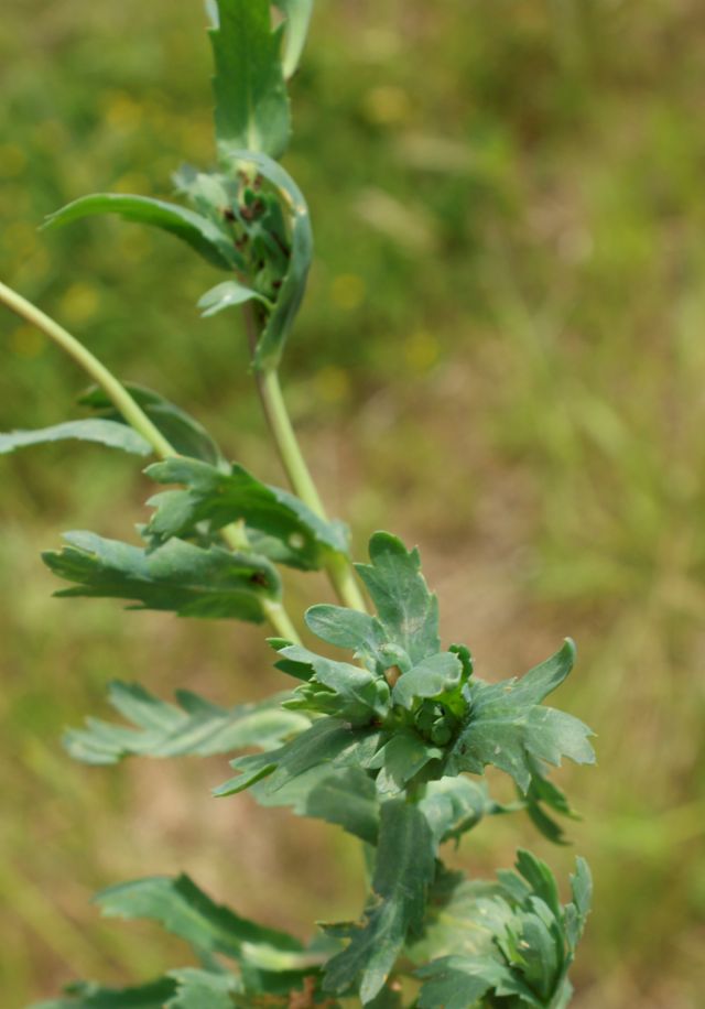 Glebionis segetum / Crisantemo campestre